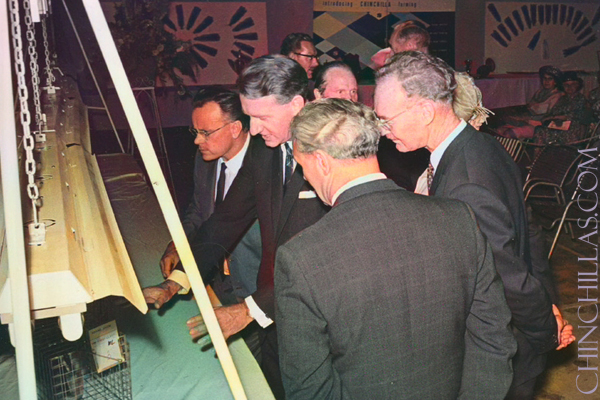 Douglas Frank Gillingham, Prime Minister Ian Smith, Ian Tippetts-Aylmer, Doug Milton Rhodeia Violet Chinchilla